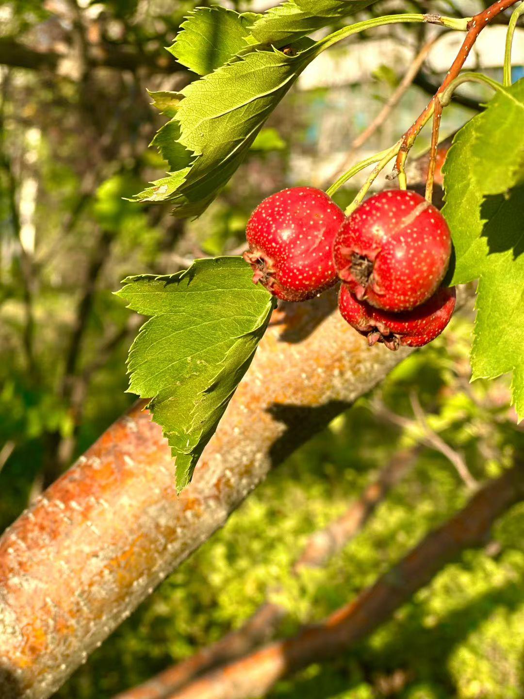 时间在院子里结了果，秋风为它上了色。凉风有信，收获可期，愿人生如秋，每