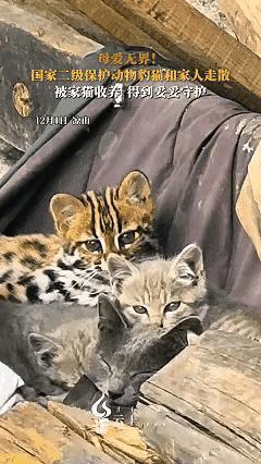 野生豹猫和自己的母亲走失，被家猫收留了，这样的事情真不多见，是极其罕见的，豹猫是