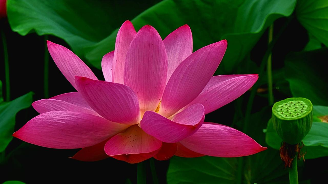 叠水公园荷花盛开茶园叠水公园夏荷盛开，拍照打卡正当时。