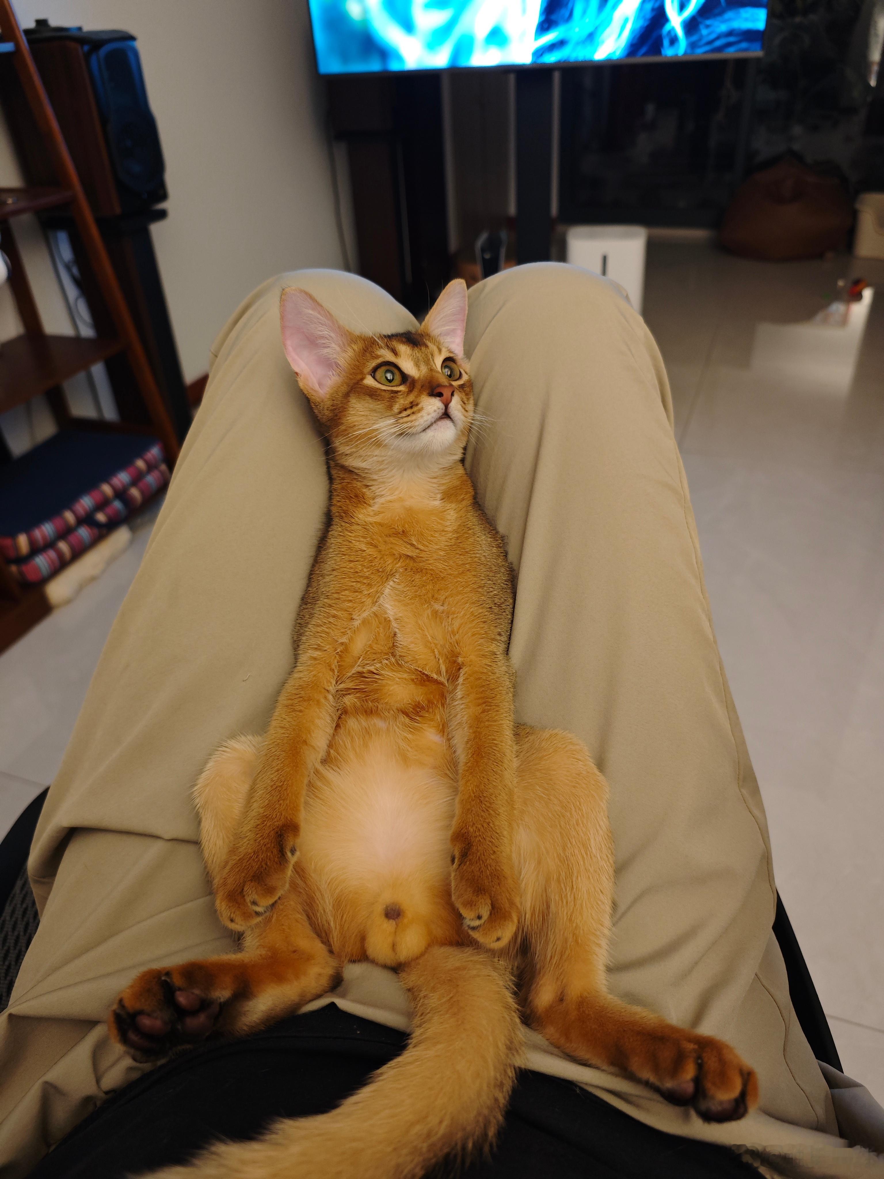 俩月，小比嘎变成中比嘎了阿比西尼亚猫阿比西尼亚猫​​​