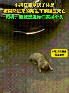 “看得心疼！”浙江湖州，一只养了8年的宠物狗，在自家院子正好好趴着，突然闯进一