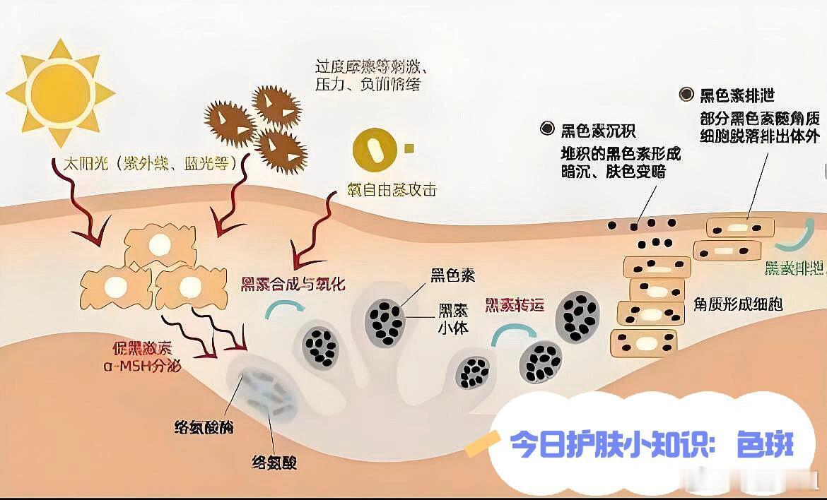 护肤产品、护肤分享今日护肤小知识：色斑色斑是指由皮肤黑色素的增加，黑色素沉淀，所
