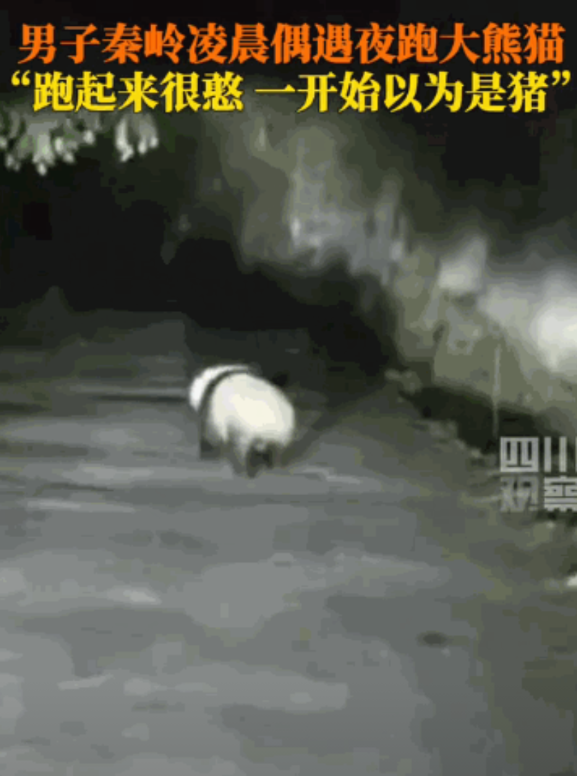 “笑不活了！”陕西宝鸡，一男子凌晨骑车回家，远远就看到一只憨态可掬的动物在夜跑，