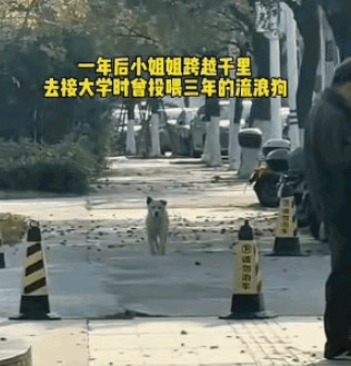 女孩跨越千里去接大学里投喂了三年的流浪狗，当它摇着尾巴奔向她的时候，女孩感动哭了！