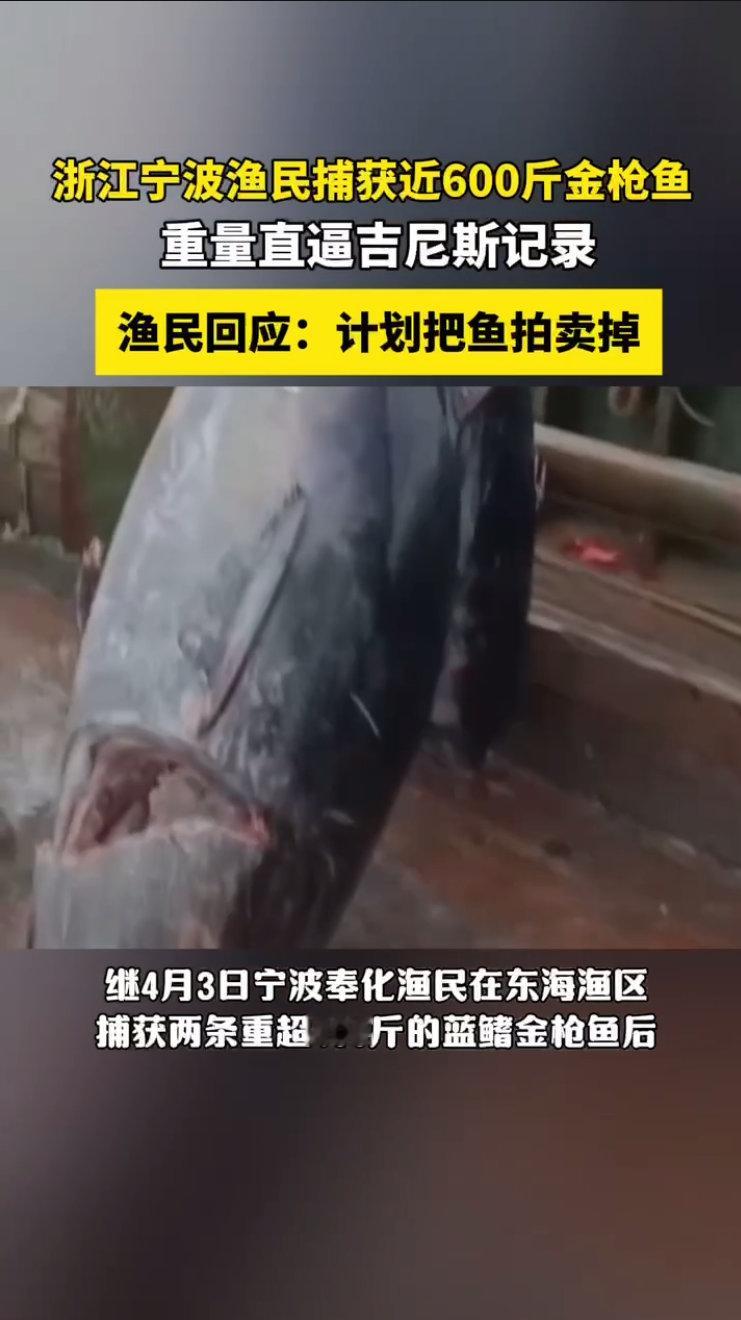 渔民回应又捕获近600斤重金枪鱼渔民捕获近600斤金枪鱼上架拍卖近日，东海渔区接