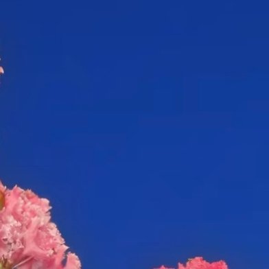森林驿站我等你到三十五岁k紫薇花1.栽培方式：园土+腐叶土+粗沙，普通疏松