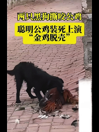 两只黑狗撕咬公鸡，没想到聪明的公鸡竟然装死上演“金鸡脱壳”，等狗子反应过来，公