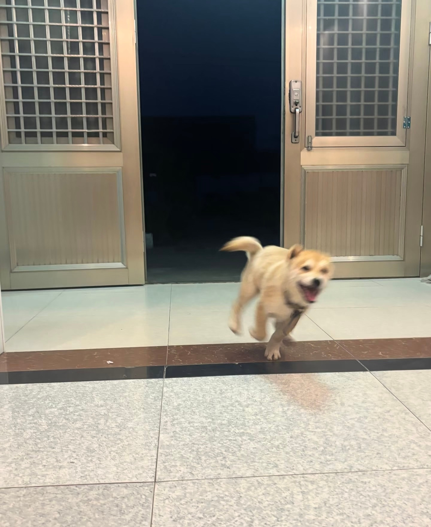 当邻居小狗知道我回家时