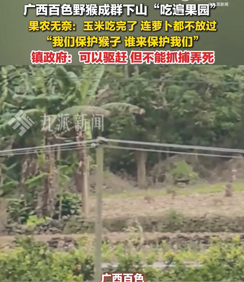 镇政府回应野猴成群下山吃遍果园：可以驱赶，但不能抓捕弄死。1月7日，广西百色
