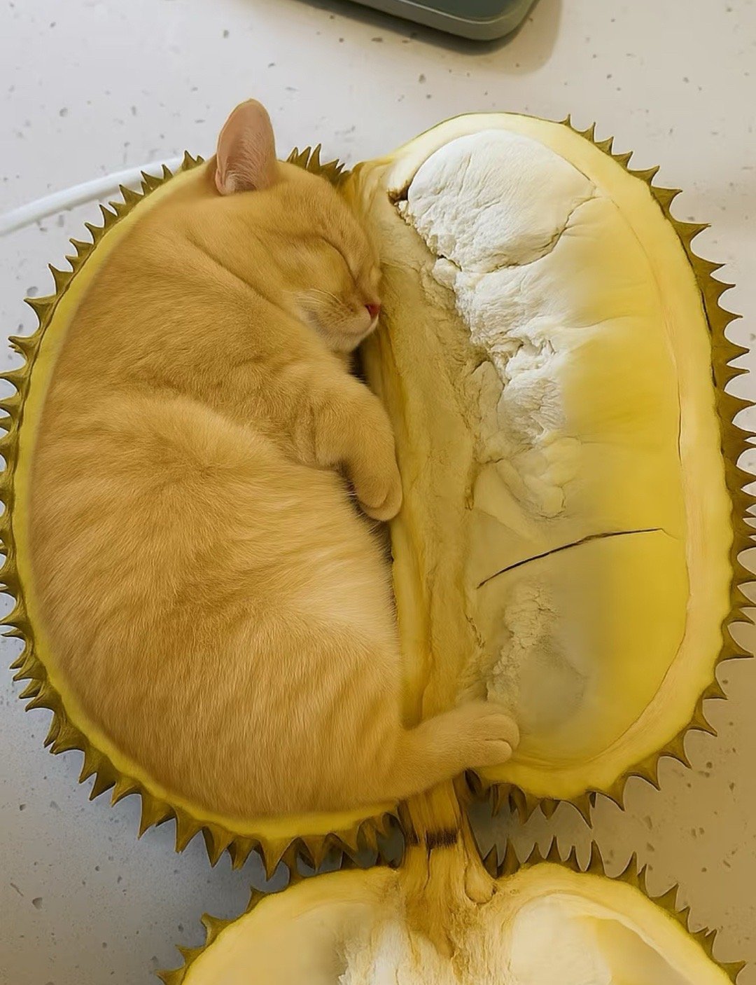 正宗的猫山王榴莲​​​