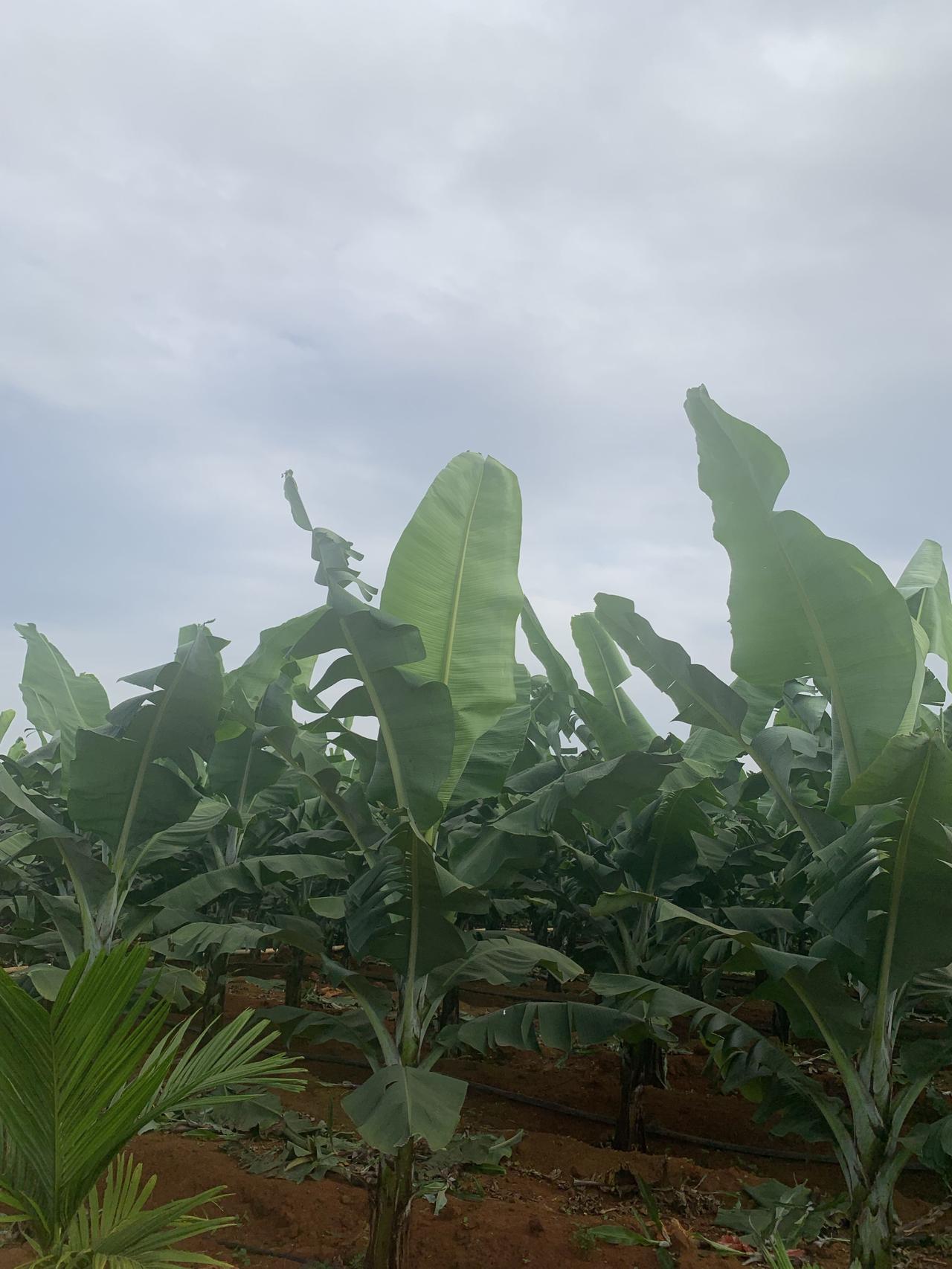 属马的人早年大多吃苦受累，像我认识的一位属马老哥，18岁就外出打工，住工棚、吃咸