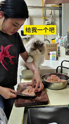 我看到这个有趣的视频，女主人在厨房切鸡肉，香味一下子就把猫咪给吸引过来了。小家伙