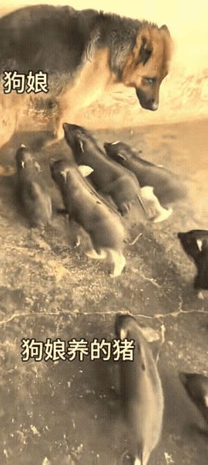见过猪生的但狗“养”的吗？一群小猪追着狗狗疯狂要奶喝，狗子