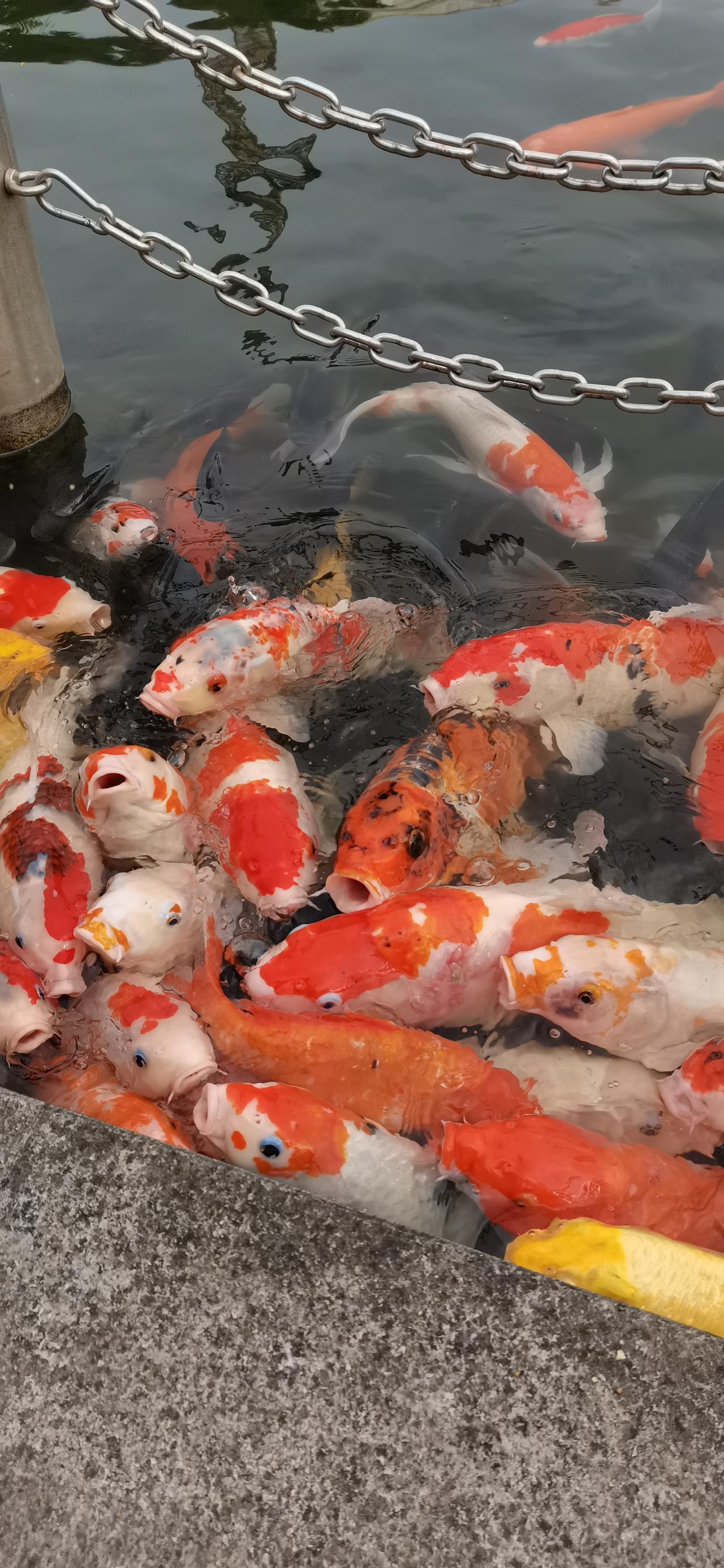 券商股当下该如何应对？券商股目前处于中长期区间的底部，此区间反转的概率达90%