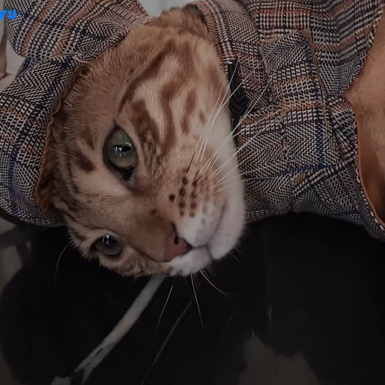 我居然从一只猫脸上看到了绝望……