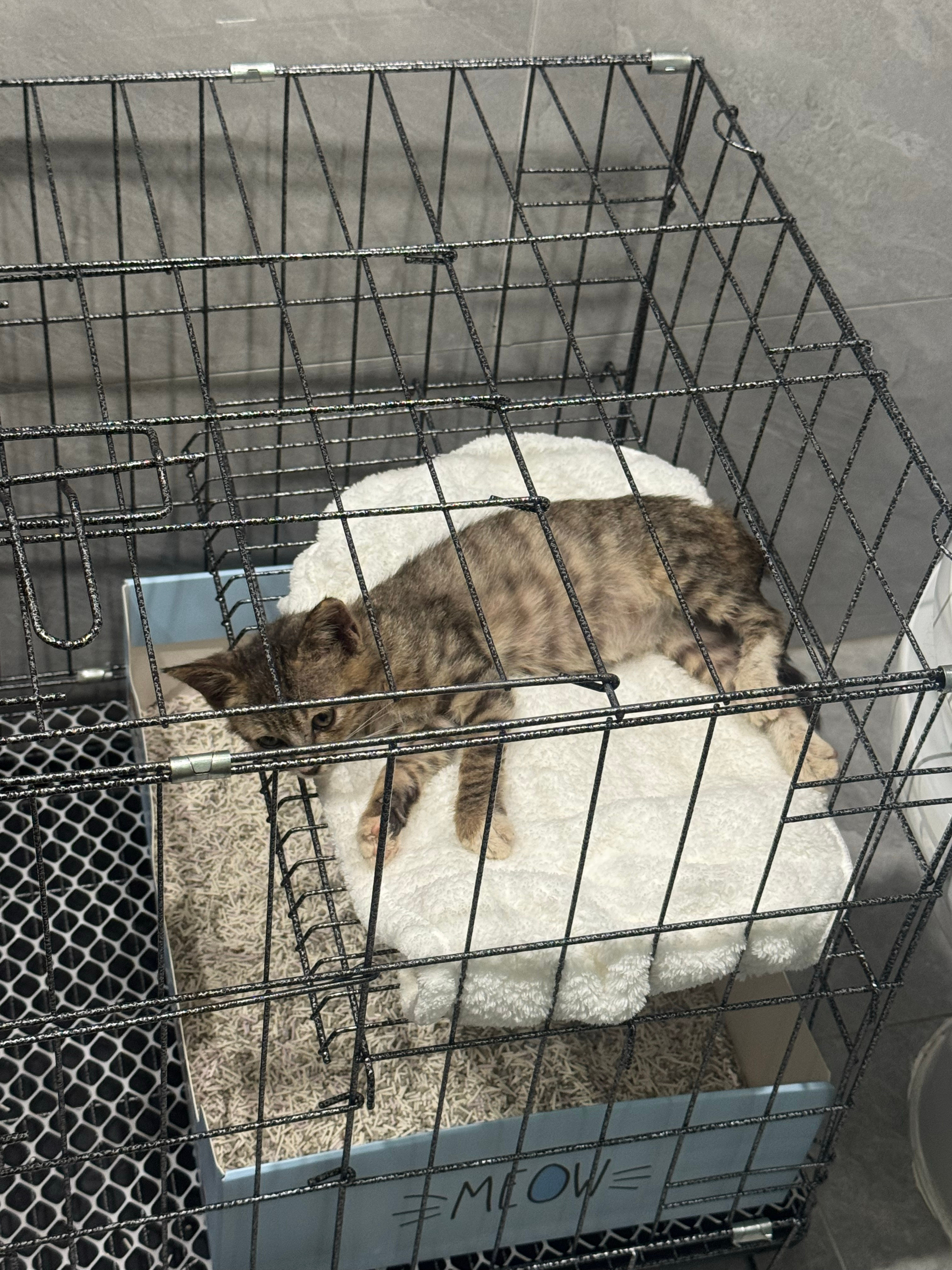 2个月小奶猫求领养力竭了找不到领养真的考虑丢回楼下…我家大猫不喜欢小猫。母猫