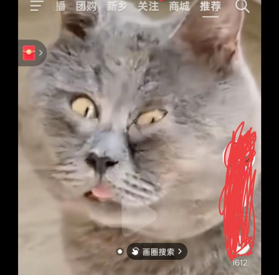 发一张图片证明猫咪很可爱这猫咪的眼神！！！！