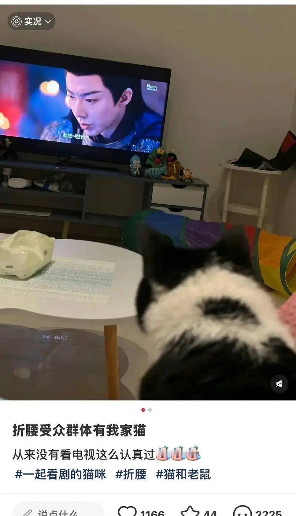 “猫是不是饿了”​​​