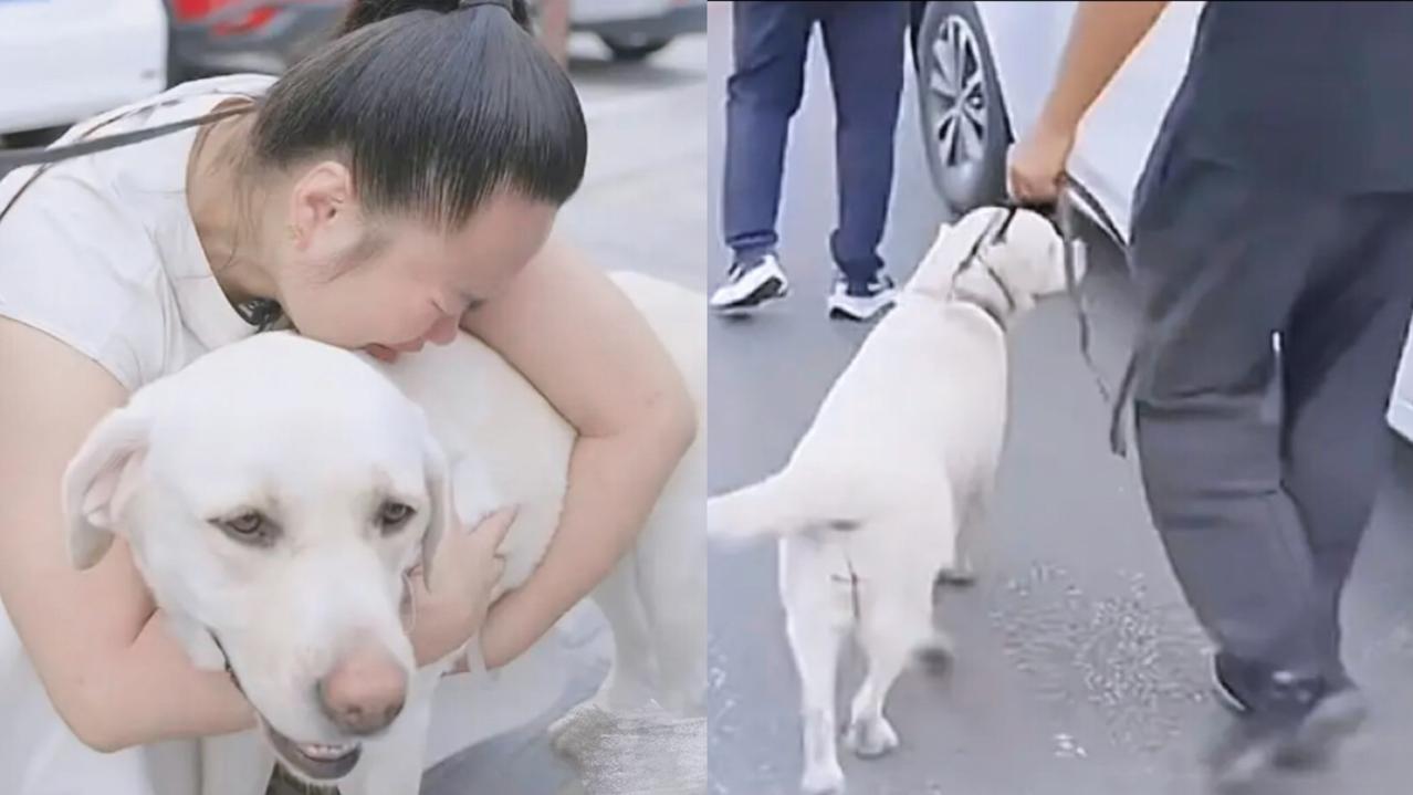 带主人爬泰山的导盲犬芬迪，总算回大连基地啦！这消息一出来，多少网友跟着松了