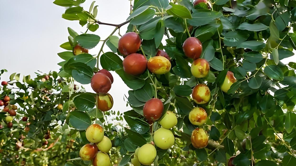 探秘枣树的生命周期: 从发芽到结果的奥秘