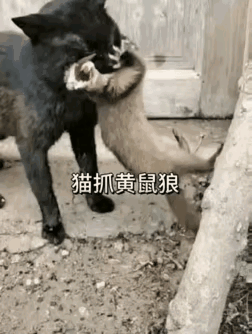 别再说猫只是“宠物”了！山东泰安那只守了三天三夜的狸花猫，直接把猖