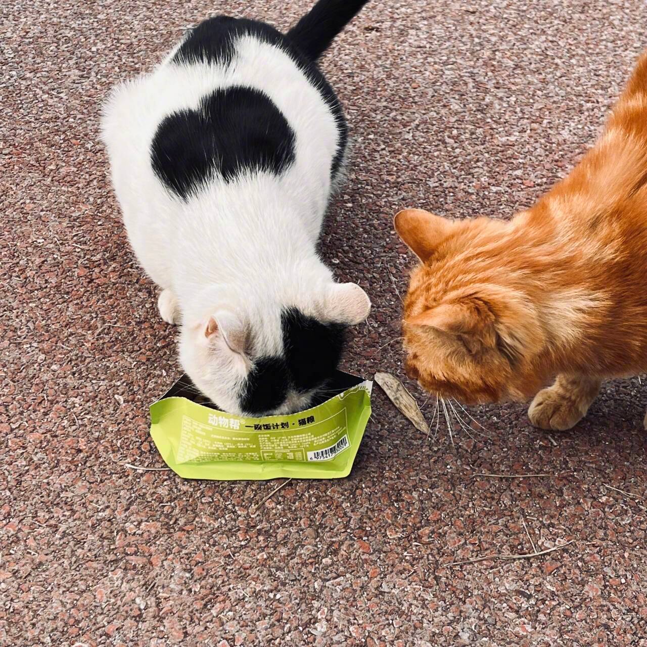 四月是什么形状🧺日子慢慢过🎒美食慢慢吃🍽️猫咪慢慢爱🐈每天被好吃的和粘人