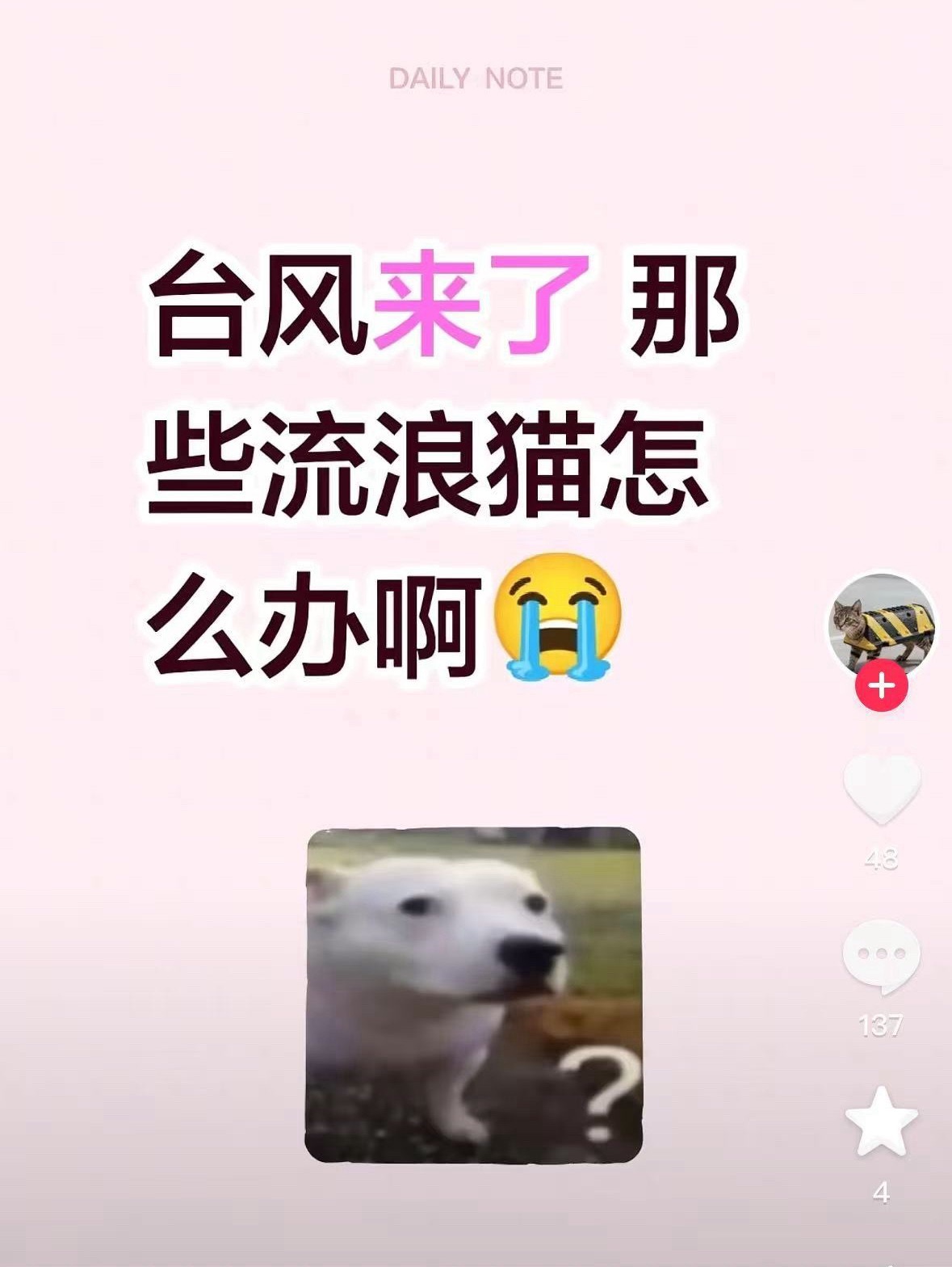 台风来了，那些流浪猫怎么办？它到死都以为你会把它带回家