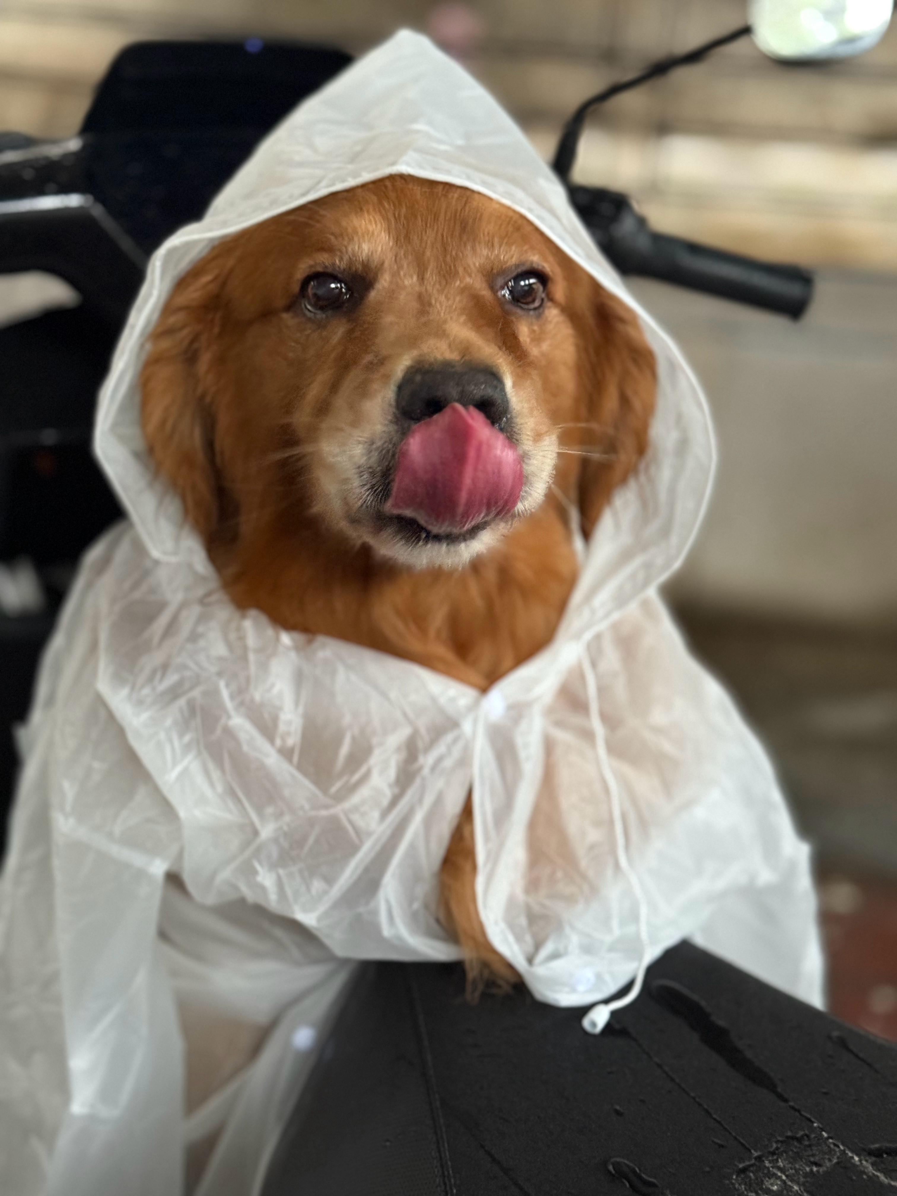 难得今天不下雨，老大已经穿了好几天雨衣了[吃瓜]Tips:大型犬雨衣不好买的话，