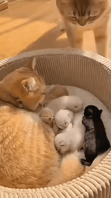 猫爸的“夺嫡”现场笑喷！叼出黑崽甩给隔壁猫：你的种你自己养！猫妈妈正温柔搂