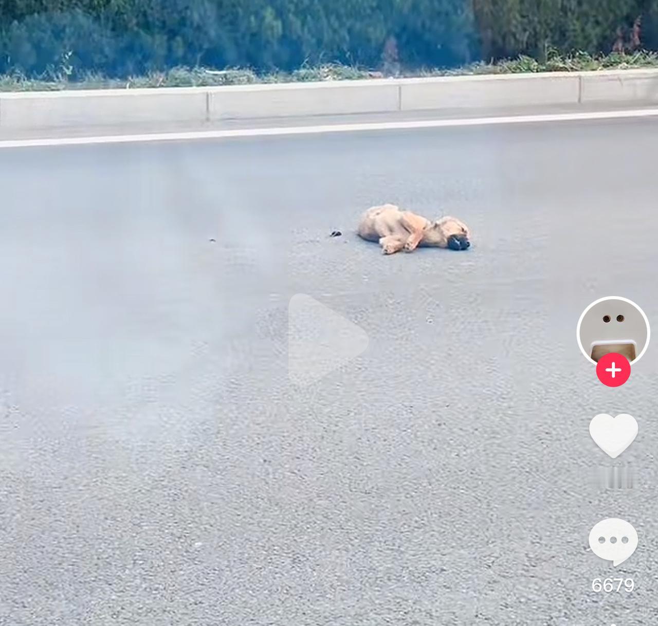 看哭了！流浪的小黄狗被车撞到躺在马路边，路过的男子将其掩埋，给了狗子最后的温暖。