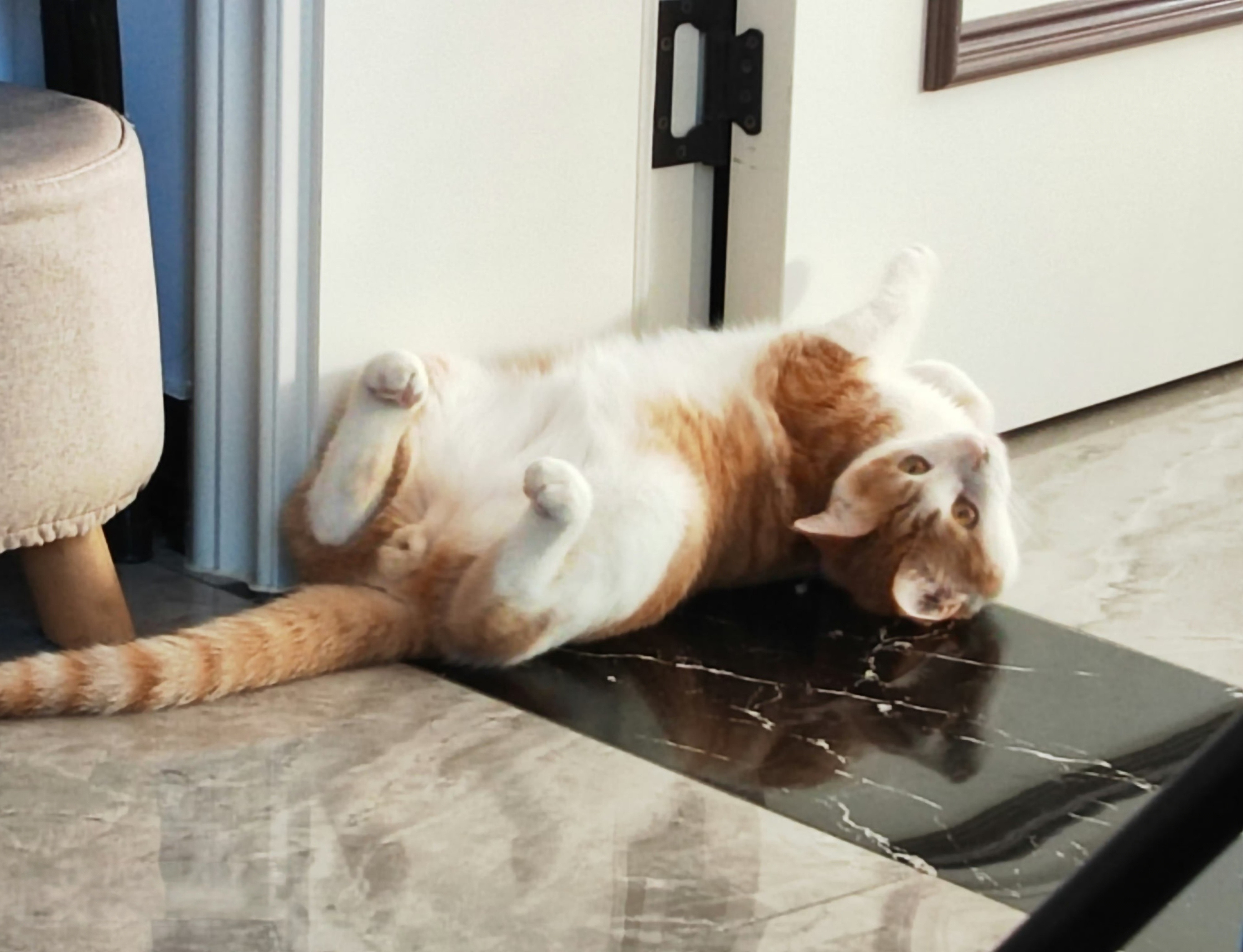 南方小猫第一次感受北方地暖冬天给了暖气之后，我家猫咪也喜欢趴地上，确实暖和。尤其