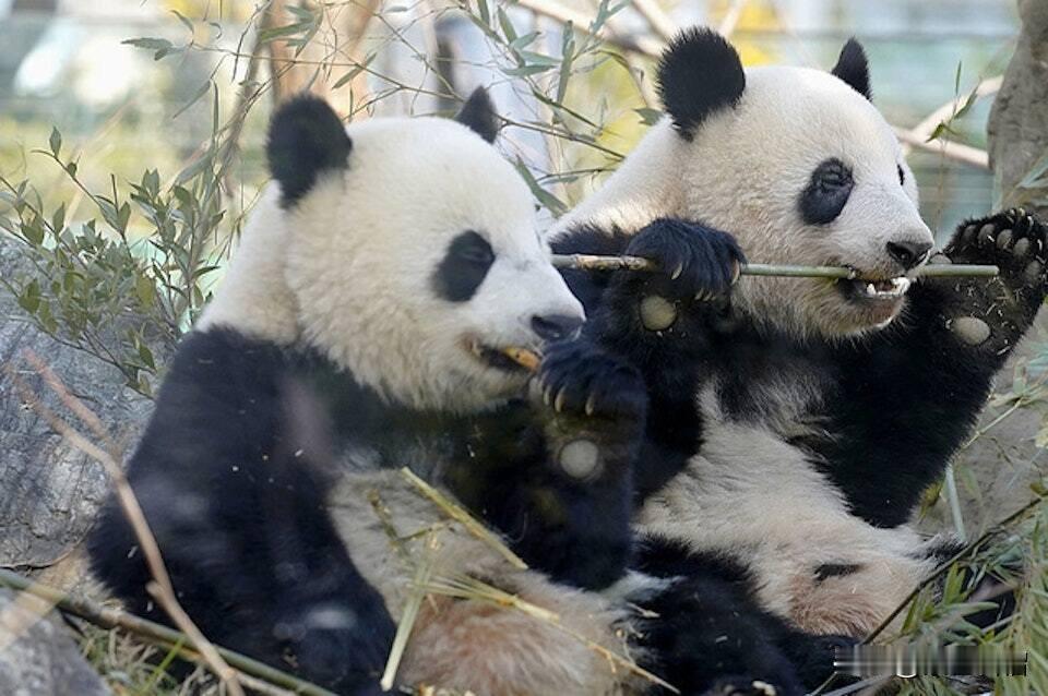 有人认为中国收回大熊猫的举动太过幼稚，好似小孩向同桌讨回借出去的橡皮一般，实则不