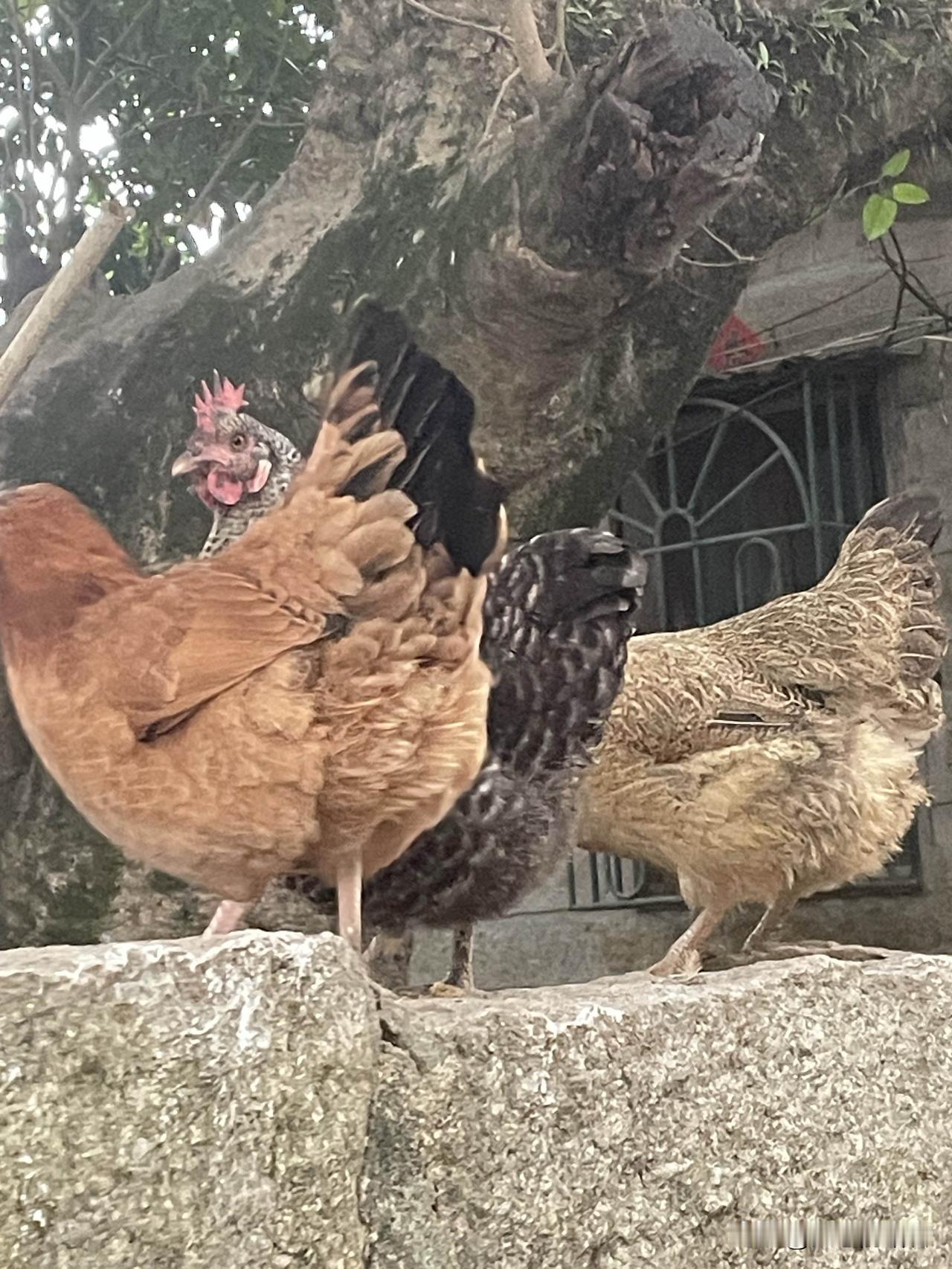 这种糊涂蛋老公，老婆不愿意和他过太正常了！一男子，老婆生孩子之后，非要他妈妈来带