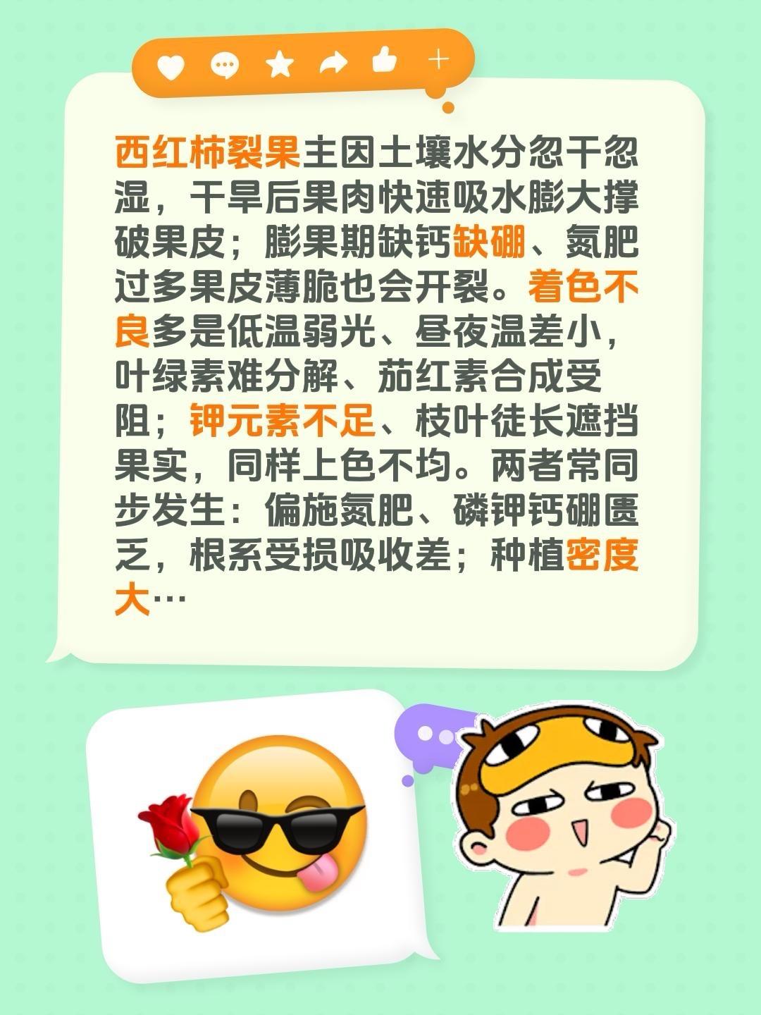 西红柿裂果着色不良啥原因？我评论了@晨冰的作品：西红柿裂果主因土壤水分忽干忽