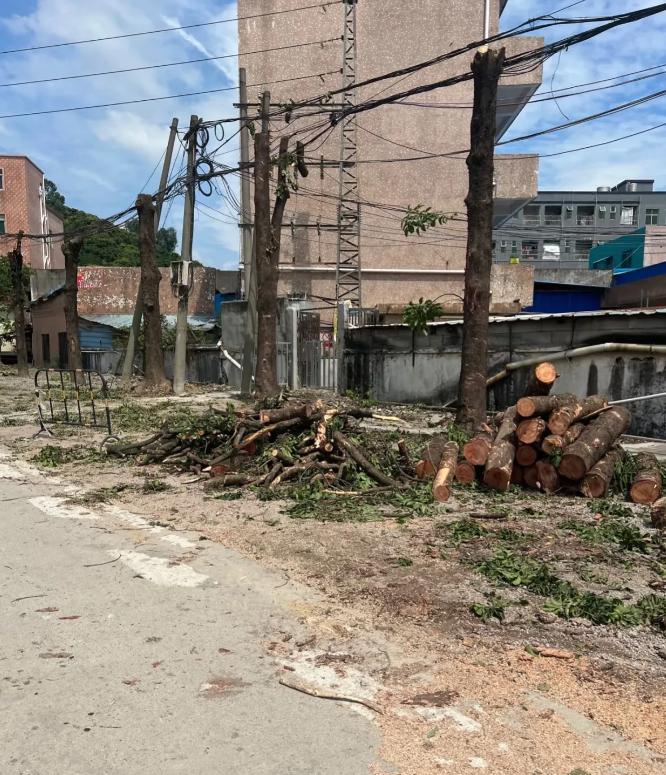 深圳速度真快呀！台风没来之前拼命砍树！一下子可把道路两旁的树砍得光秃秃的……