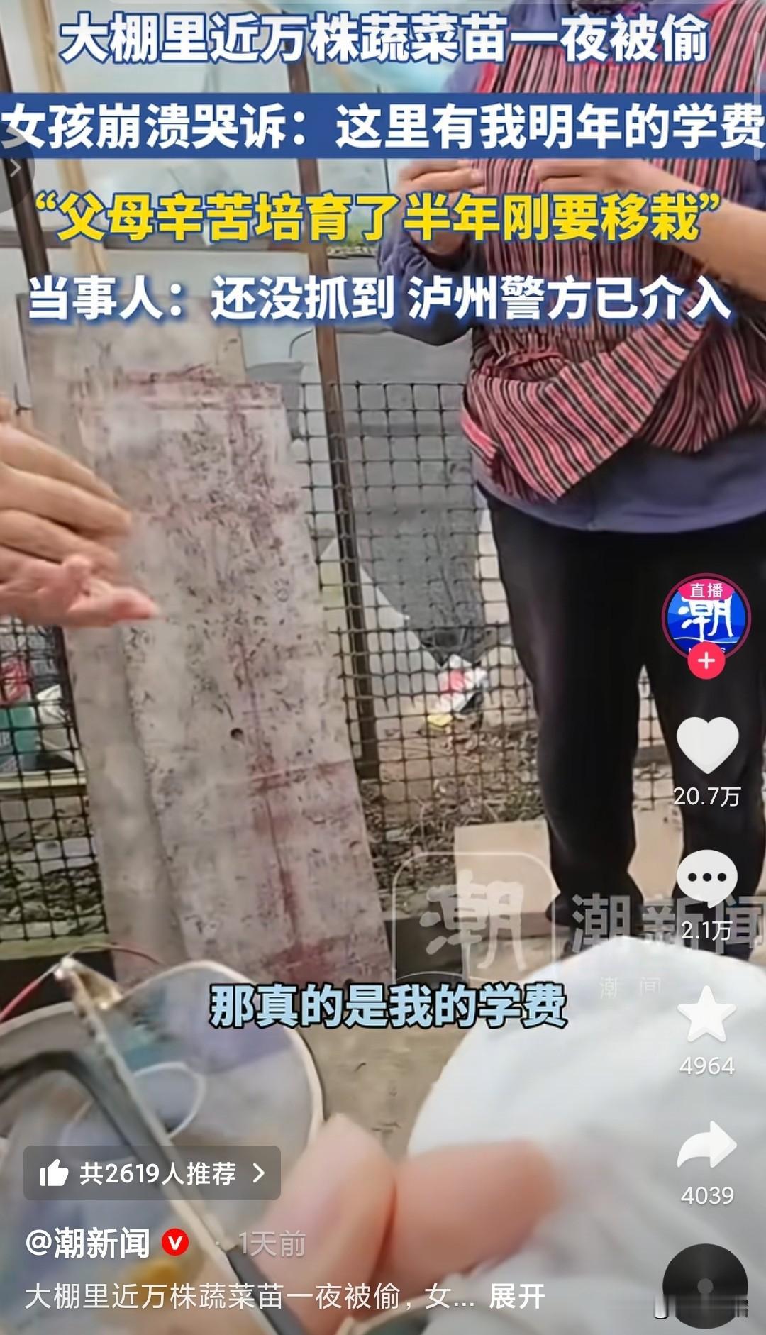 在视频里我看到了一个女孩的无助，父母辛苦半年培育的万株蔬菜苗被偷，女孩哭诉，这是