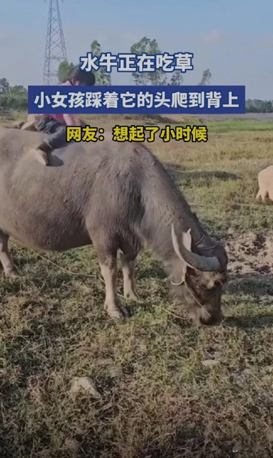 虽然小时候放过牛但从来没有骑到牛身上过真的是初生牛犊不怕虎