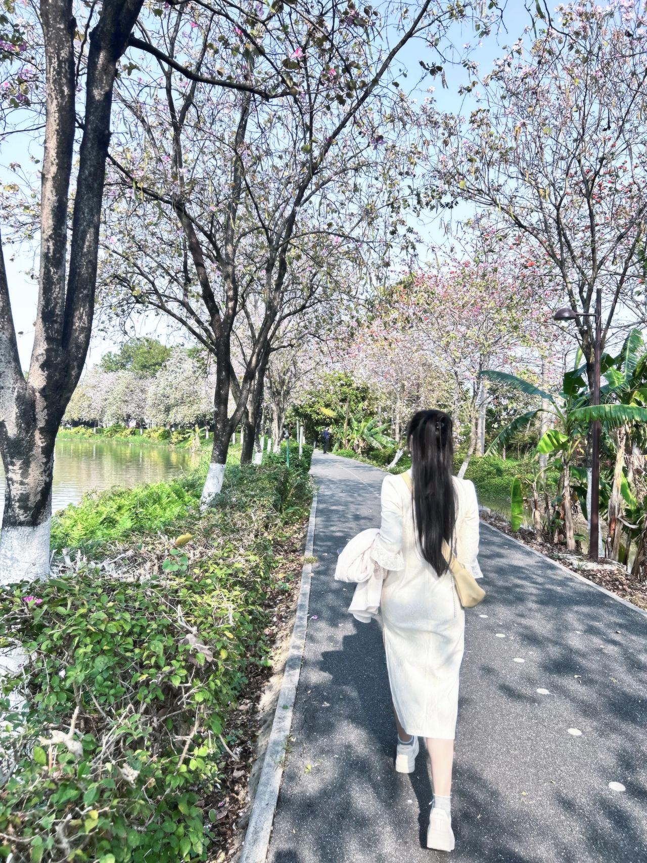 广州海珠国家湿地公园的🌸已经落得差不多了。今年广州的春天不是很冷，就是花开的