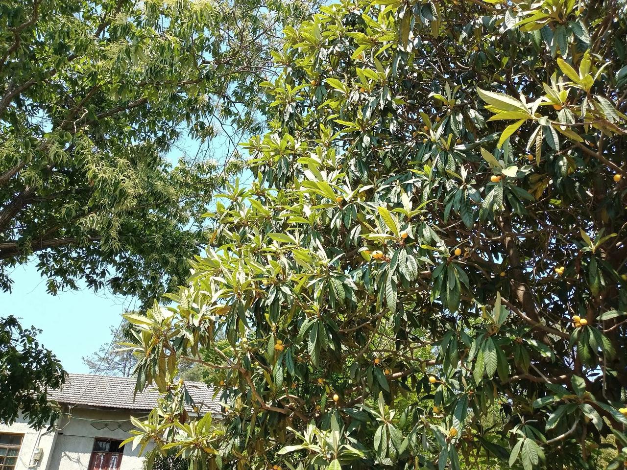 初夏，枇杷成熟的季节，勤劳的果农，迎丰收！