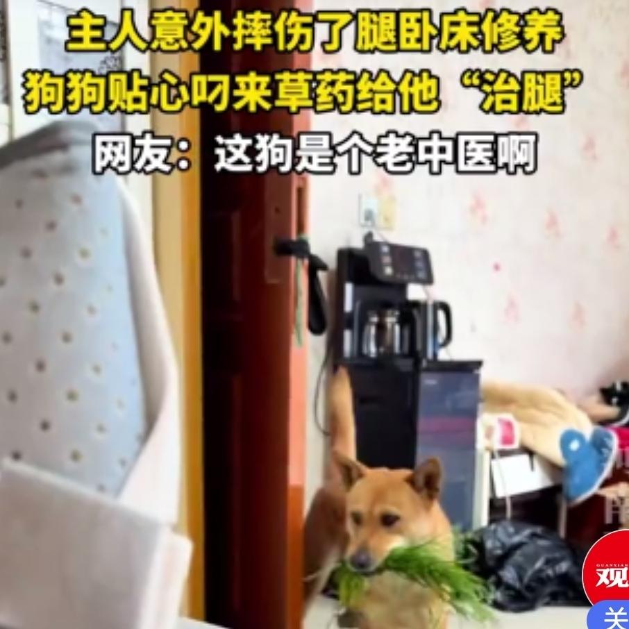 彻底解释不清了！浙江丽水，一名52岁大叔上山修果树摔断了腿。没想到，他养的小狗