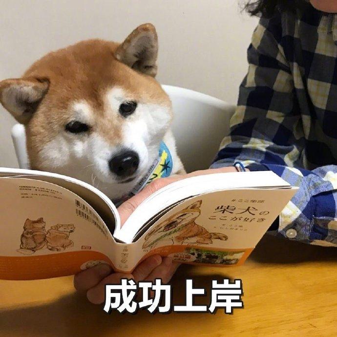 柴柴