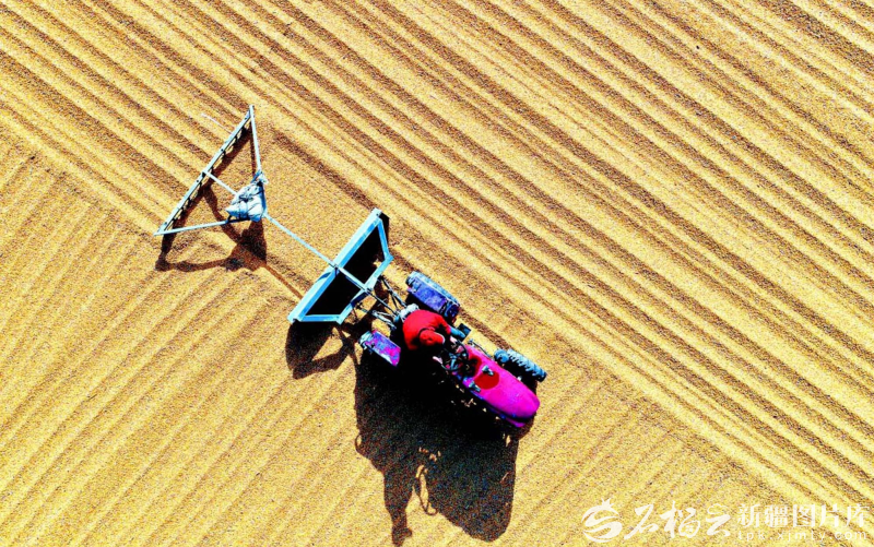 奋进的新疆·我们的“十四五”丨从“自己吃饱”到供给国家