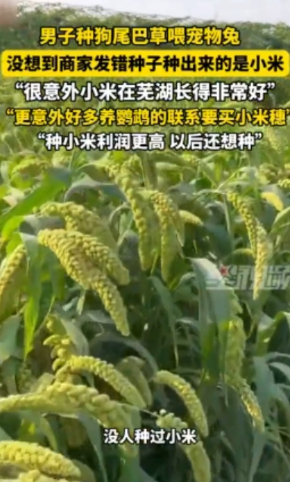 “简直赚翻了！”6月26日，安徽芜湖，一男子在网上购买了“狗尾巴草”种子，本打算