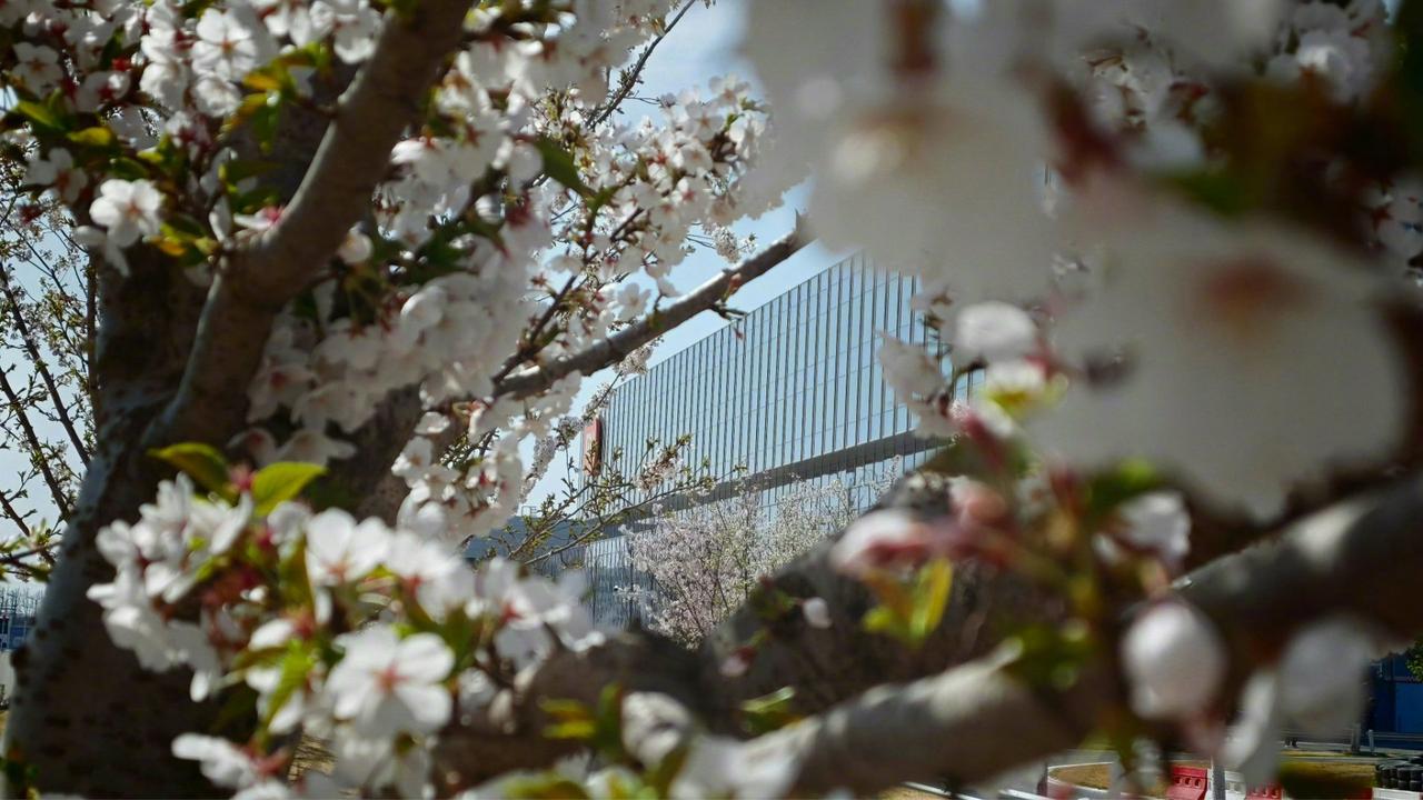 雷军秒变雷厂长！工厂上班没商量？雷军最新发表动态：小米汽车工厂，樱花开了。今天