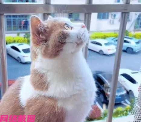 四川有女子发现家里饲养的小猫咪，有不对劲的地方，因为女子看到楼上还有只猫咪，也在