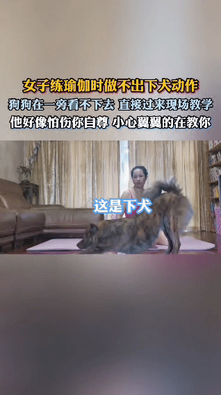 女子在家练瑜伽，做下犬式动作时总也做不好。一旁的狗狗见状，竟“看不下去”，小心翼