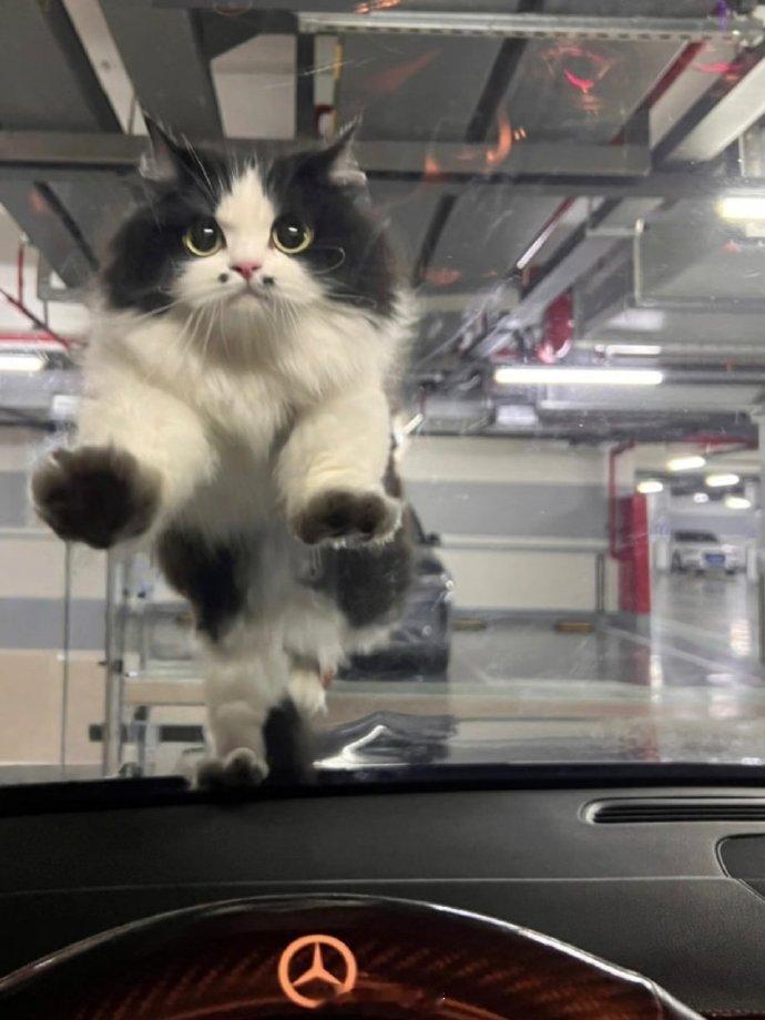 遇上小猫打劫了​​​