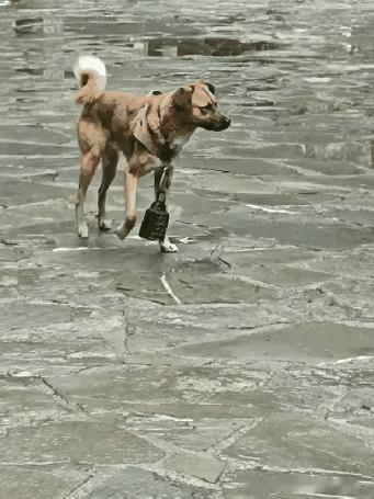 遇到这样的主人，狗子也真是有苦难言啊。
