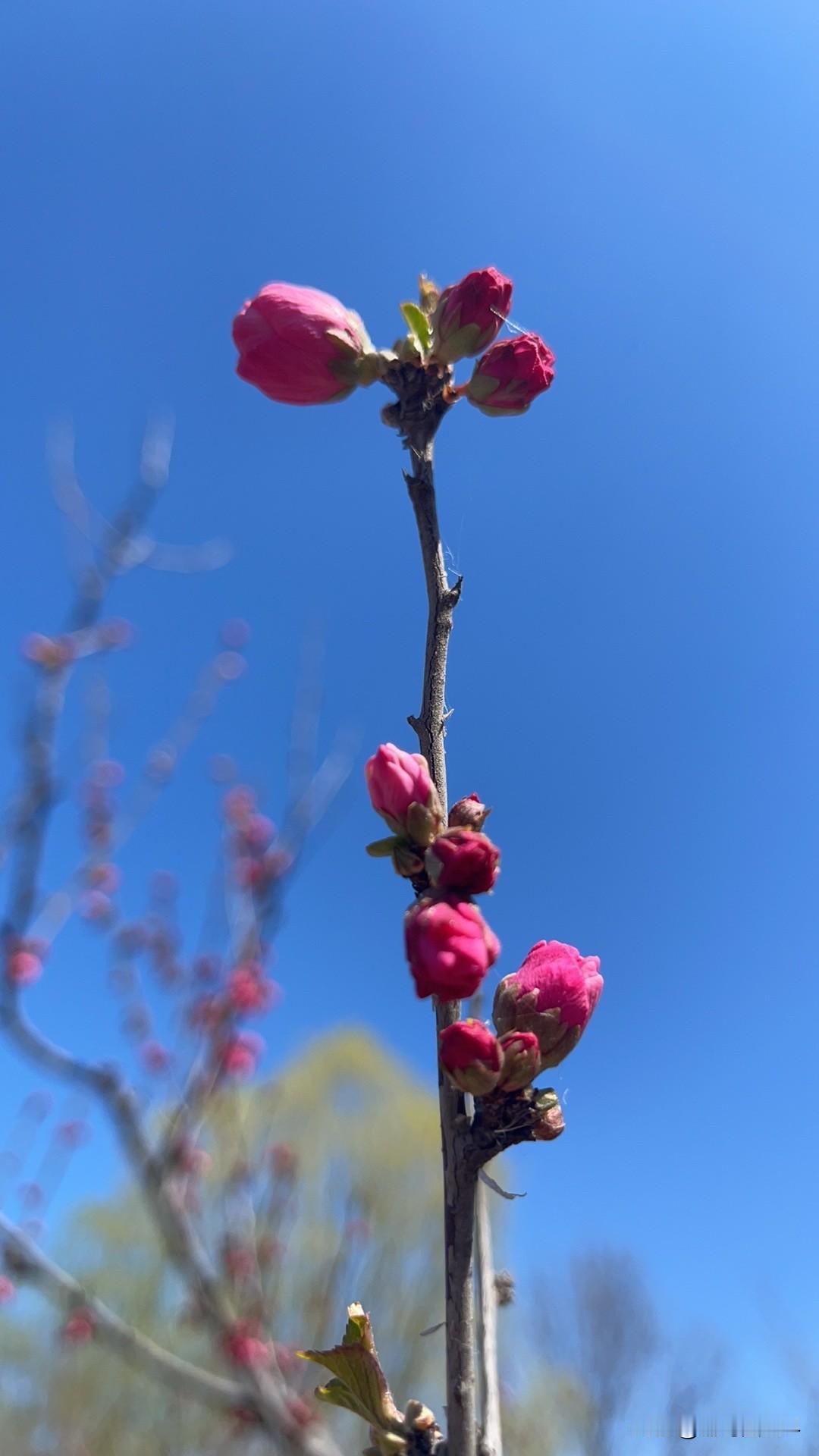 网络上的信息也不要看了就信！比如说，不要吃发芽的土豆……回想起来，我们谁没有吃