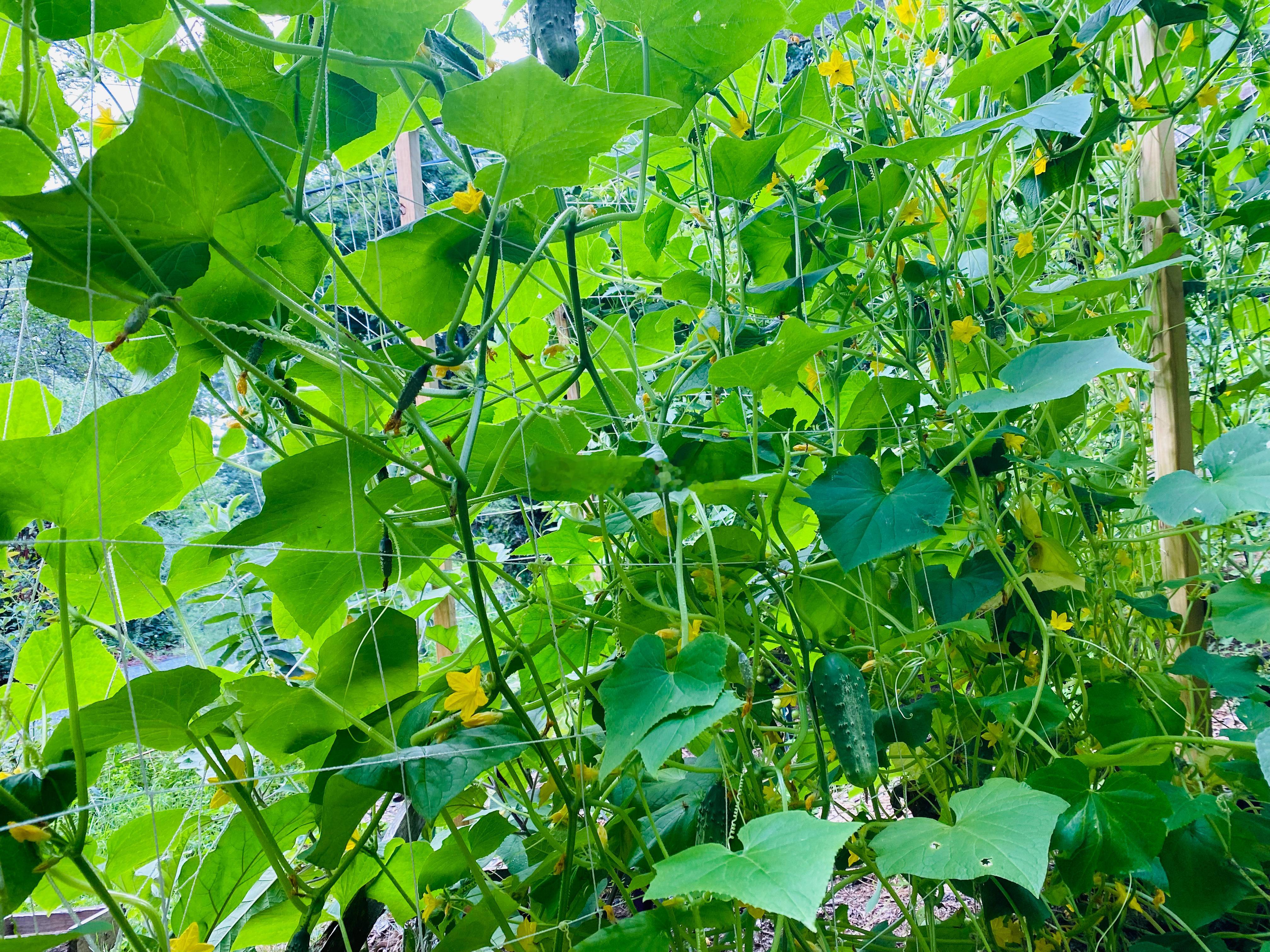 西红柿🍅开始红了，天也凉了，东北的夏天太短了。为了摘黄瓜容易，今年给黄瓜藤拉